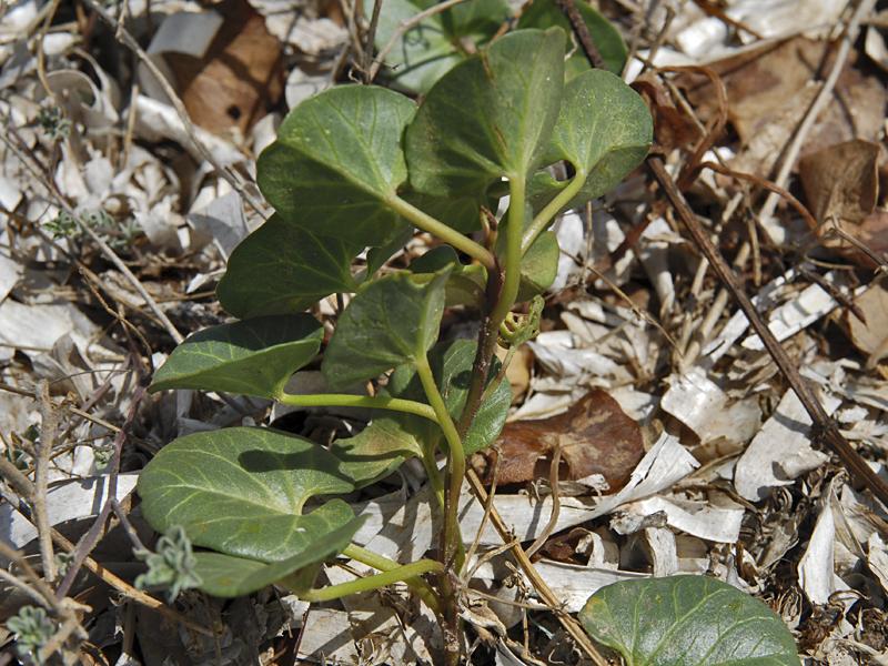 Calystegia soldanella