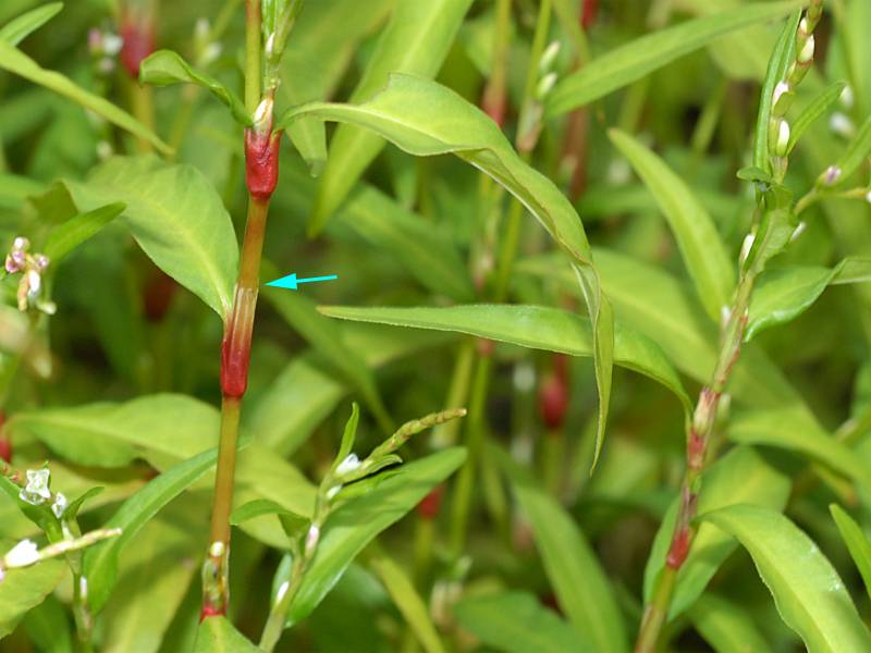 Persicaria hydropiper