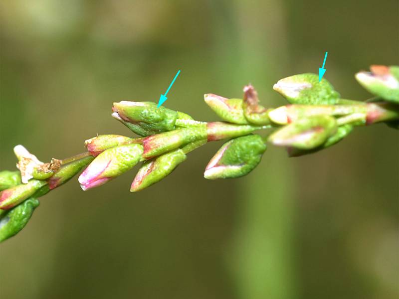 Persicaria hydropiper