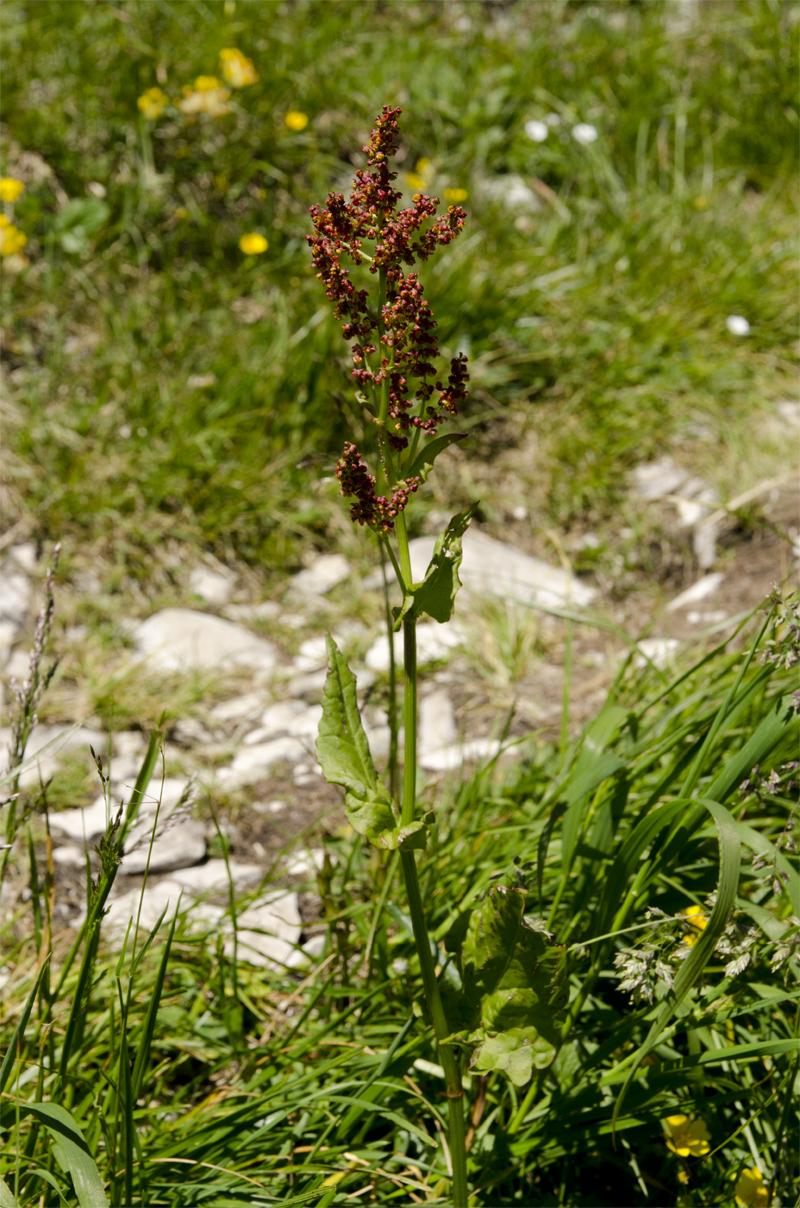 Rumex alpestris