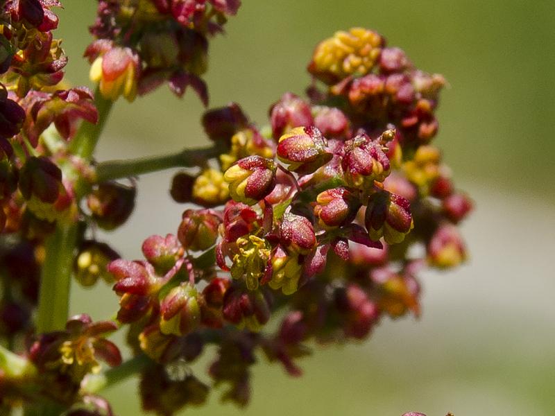 Rumex alpestris