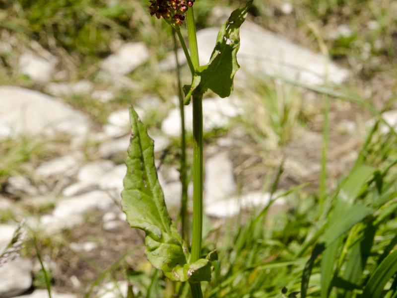 Rumex alpestris