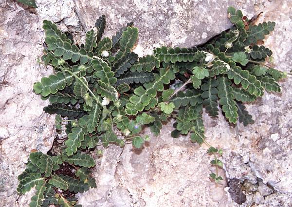 Asplenium ceterach