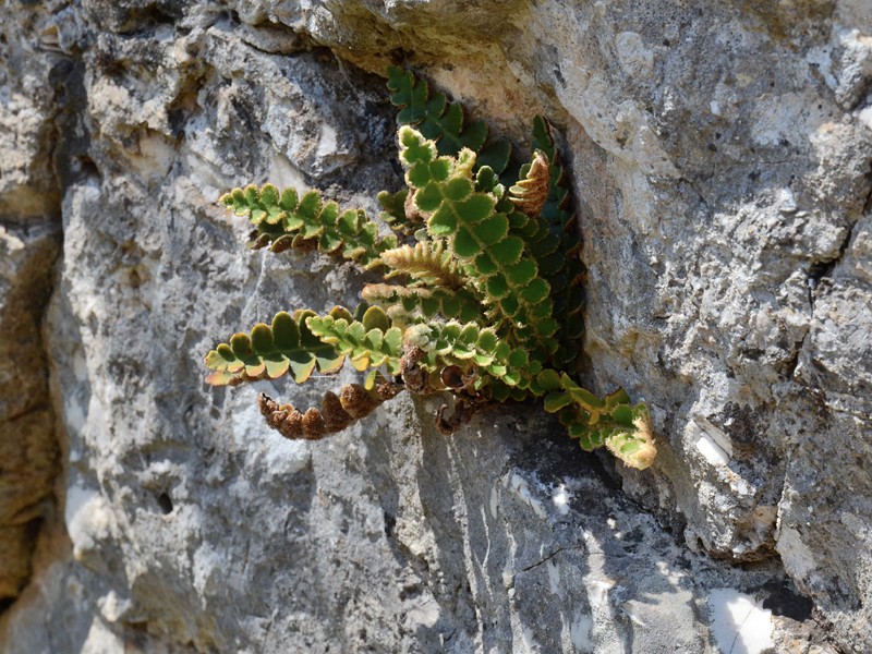 Asplenium ceterach