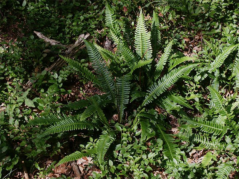 Blechnum spicant