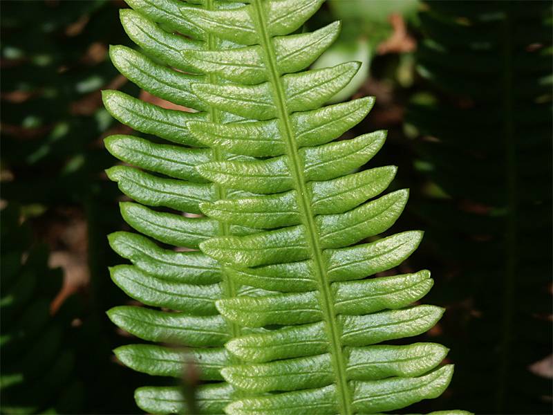 Blechnum spicant