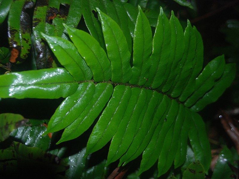 Blechnum watsii