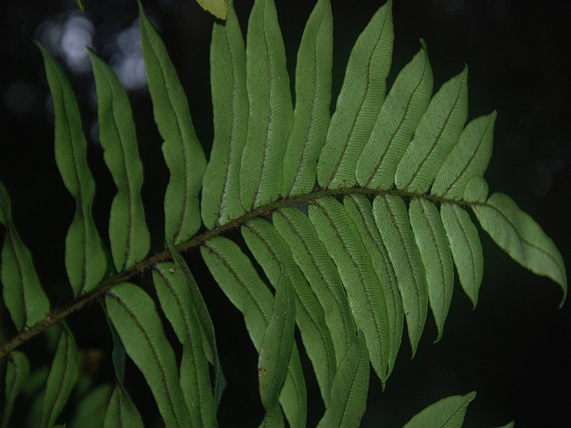 Blechnum watsii