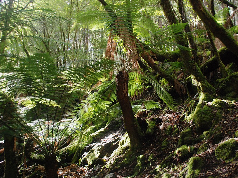 Dicksonia antarctica