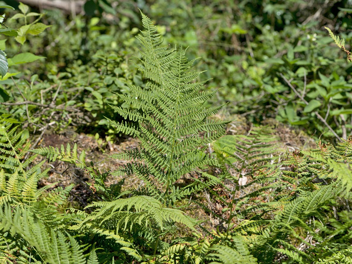 Athyrium filix-femina