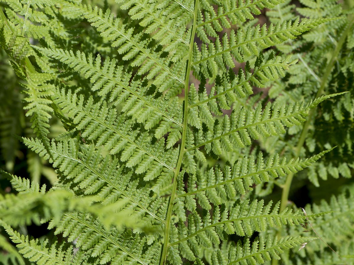 Athyrium filix-femina