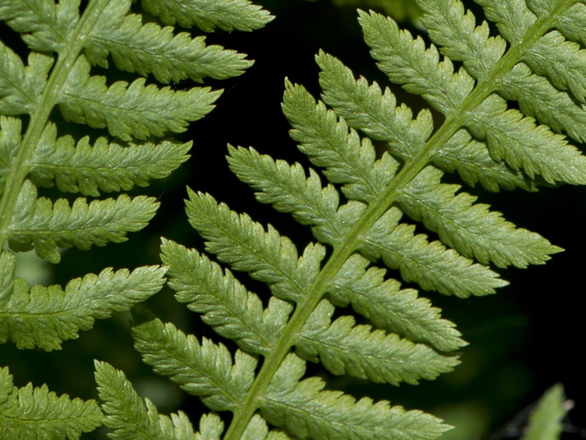 Athyrium filix-femina