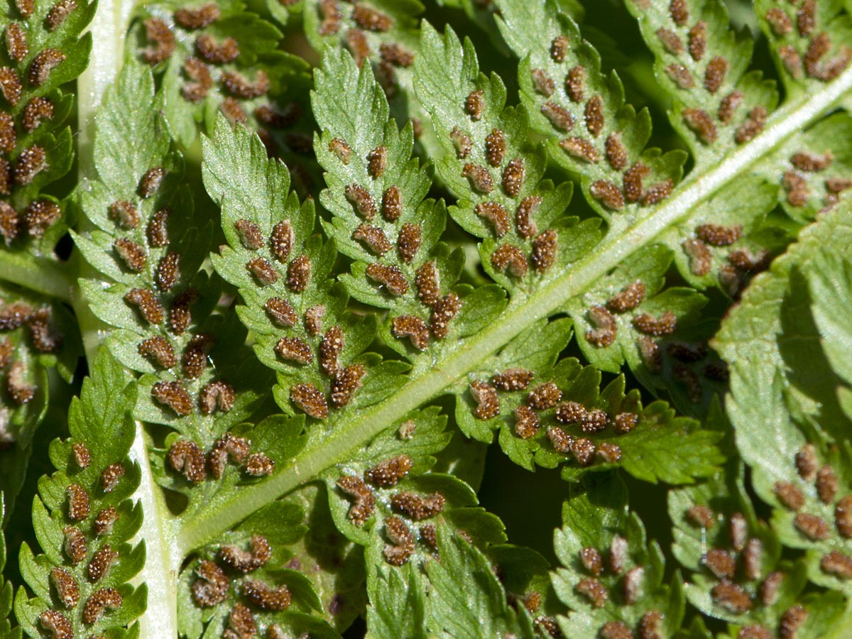 Athyrium filix-femina