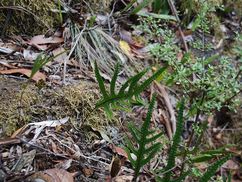 Microsorum diversifolium