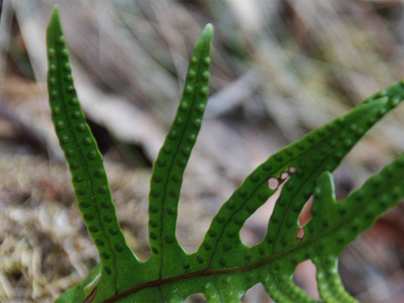 Microsorum diversifolium