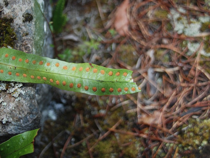 Microsorum diversifolium