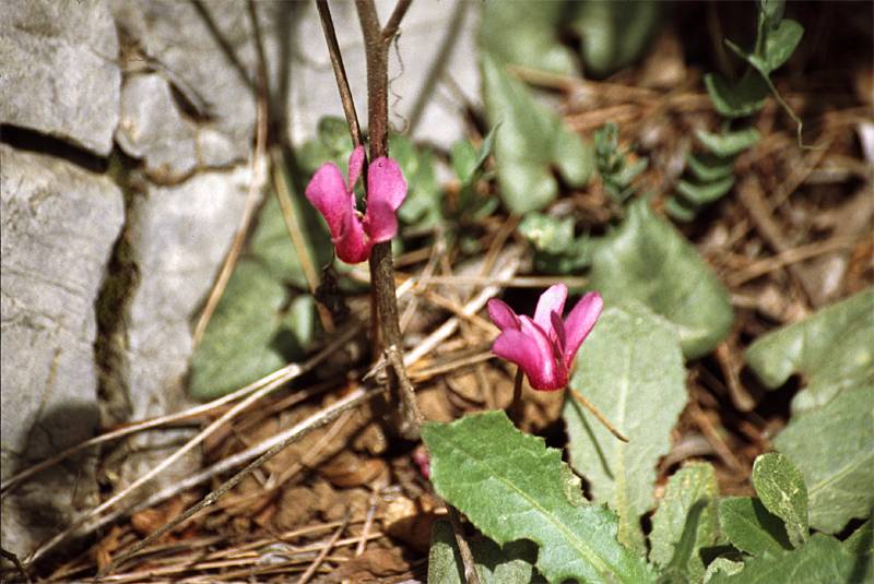 Cyclamen repandum