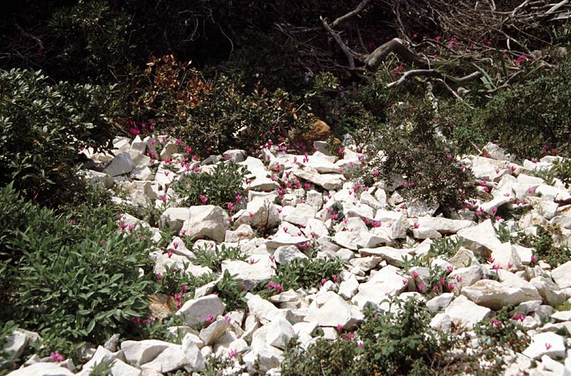 Cyclamen repandum