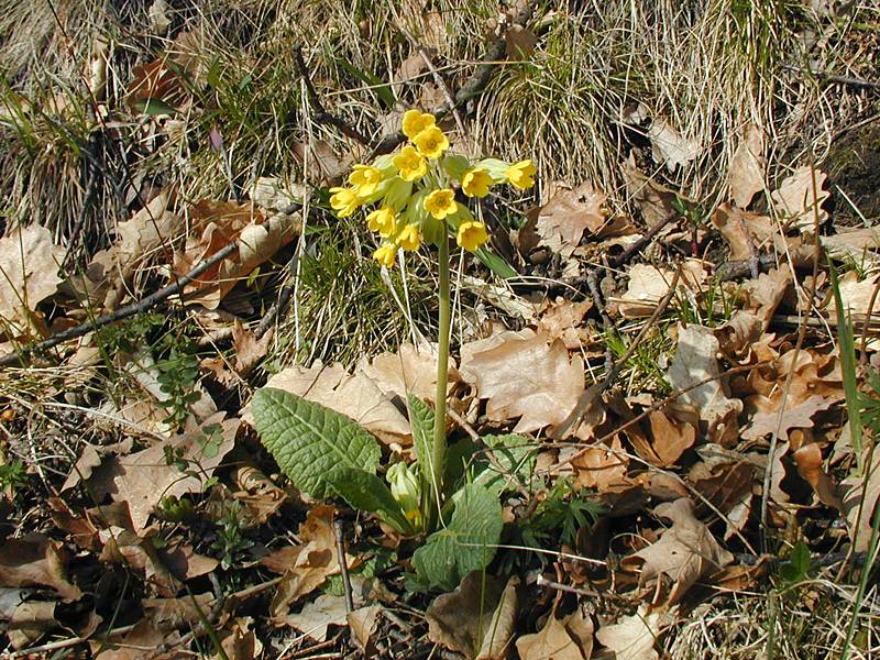 Primula veris