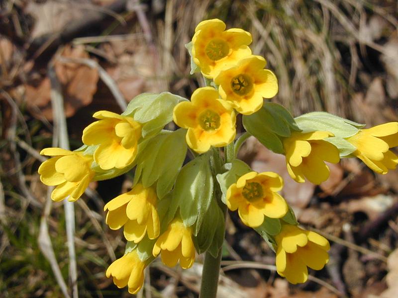 Primula veris