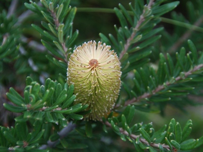 Banksia marginata