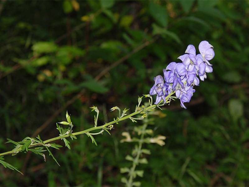 Aconitum variegatum agg.