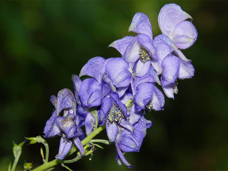 Aconitum variegatum agg.