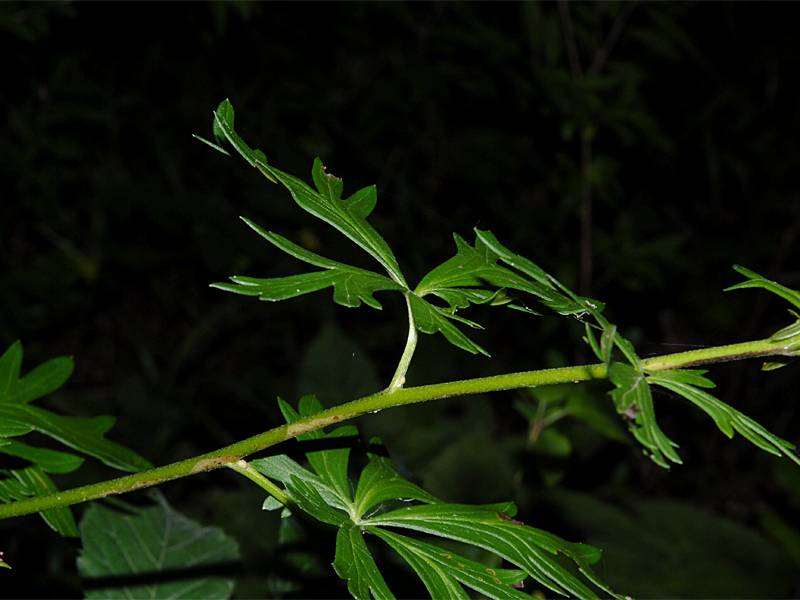 Aconitum variegatum agg.