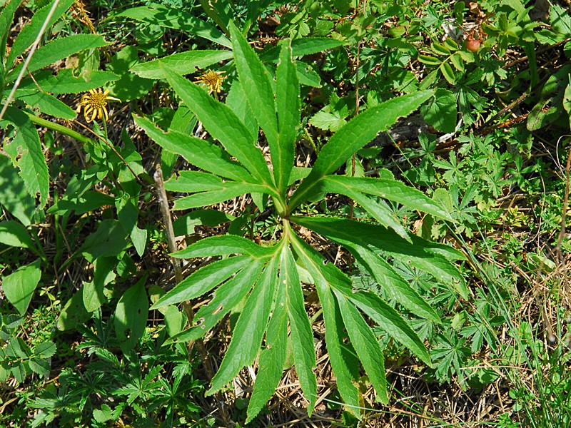 Helleborus multifidus