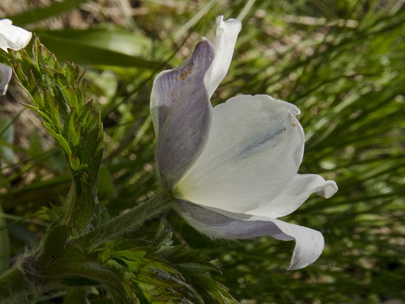 Pulsatilla alpina ssp. alpina