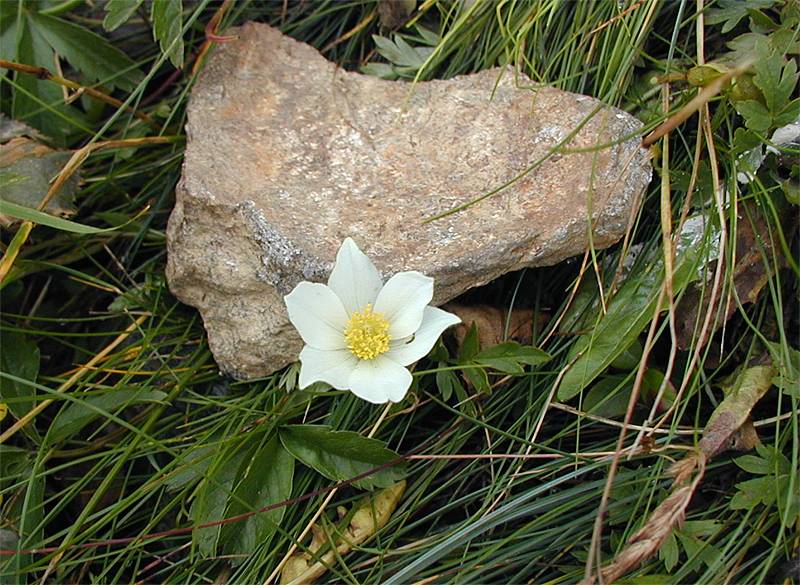 Pulsatilla alpina ssp. austriaca