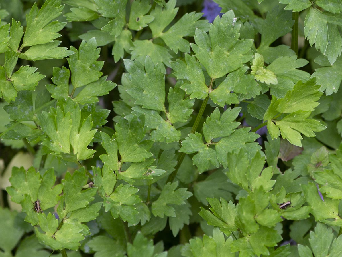 Ranunculus repens