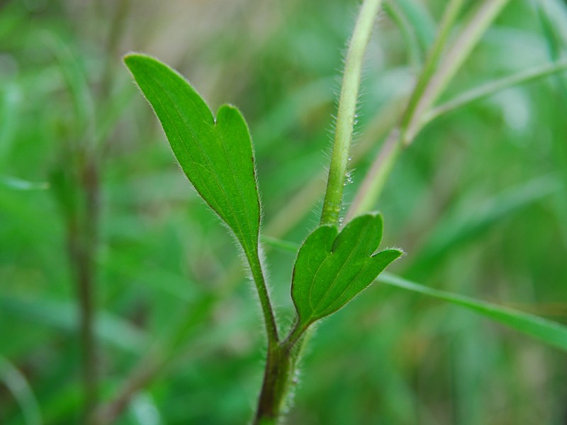  Ranunculus sardous