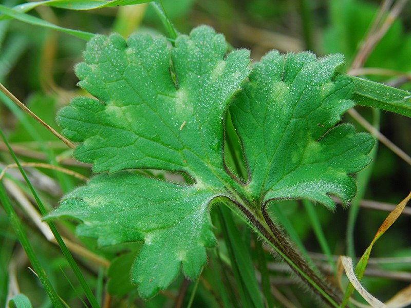  Ranunculus sardous