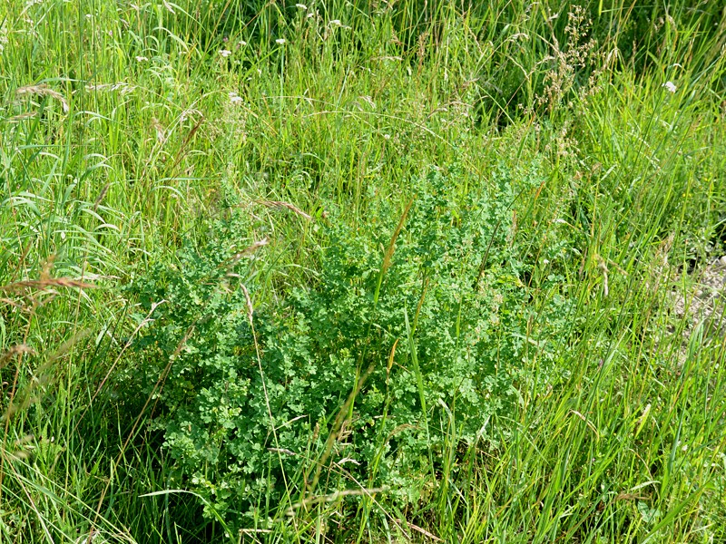 Thalictrum minus ssp. pratense