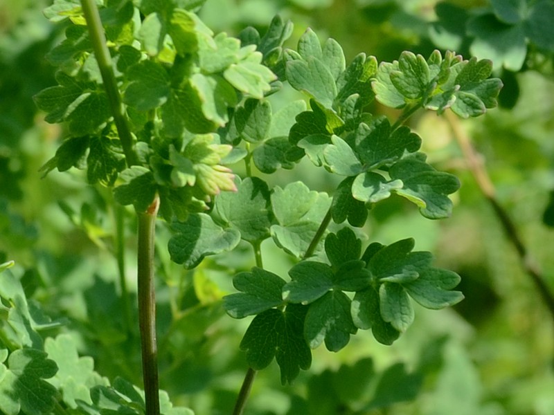 Thalictrum minus ssp. pratense