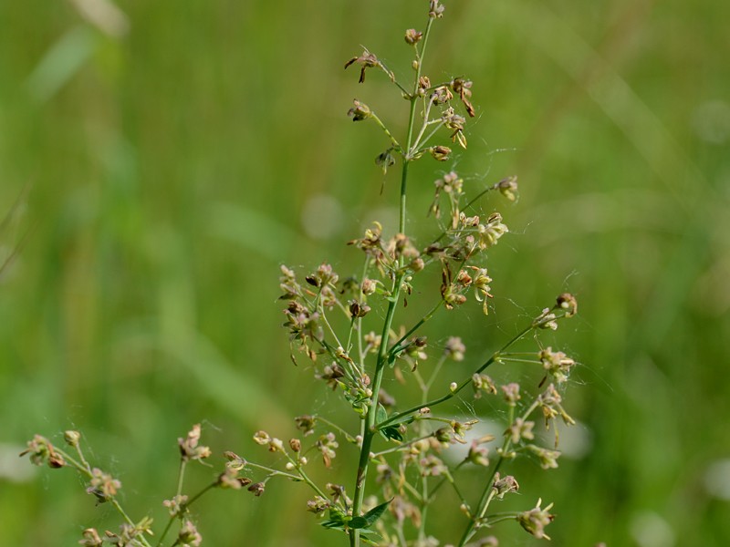 Thalictrum minus ssp. pratense