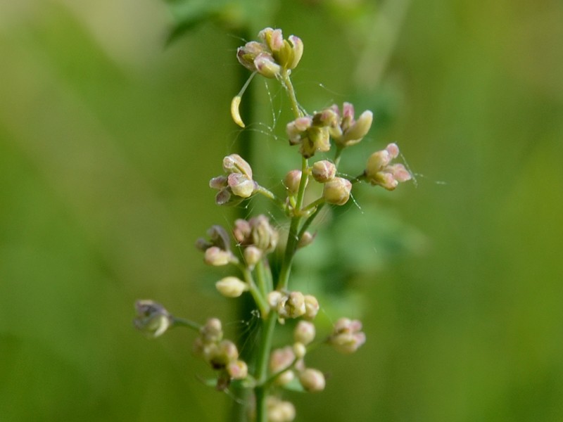 Thalictrum minus ssp. pratense