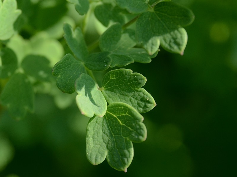 Thalictrum minus ssp. pratense