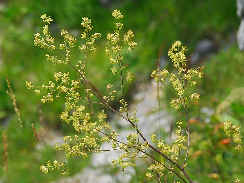 Thalictrum minus ssp. saxatile