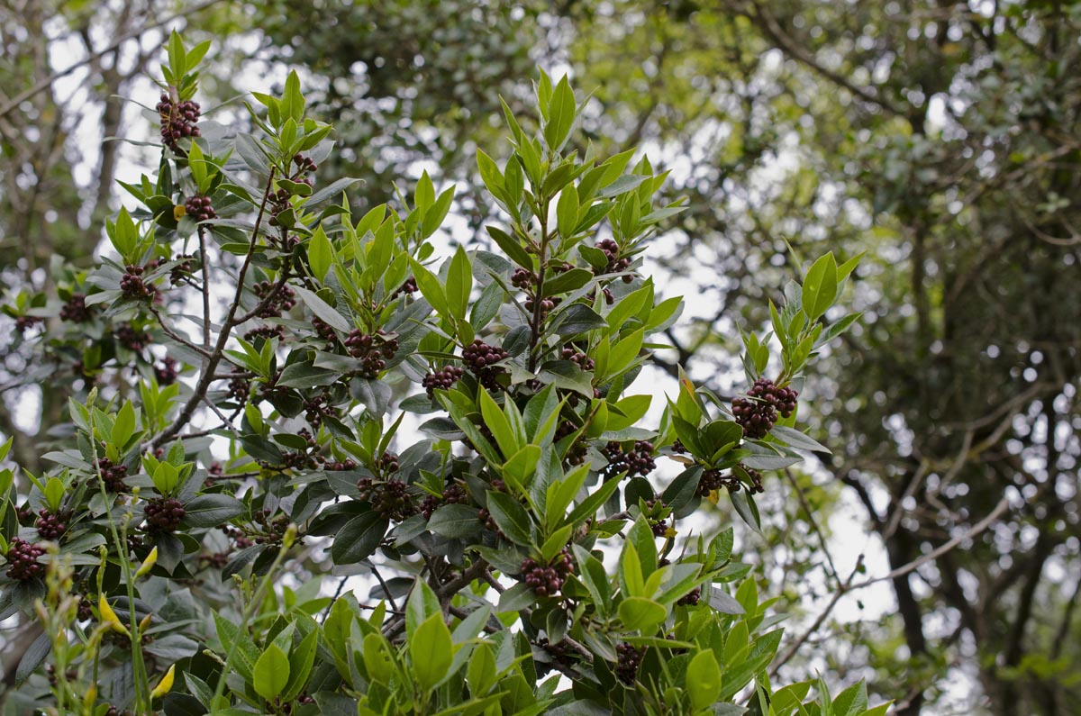 Rhamnus alaternus