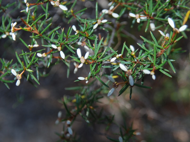 Spyridium vexilliferum var vexilliferum