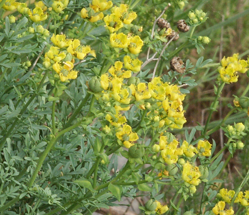 Ruta chalepensis