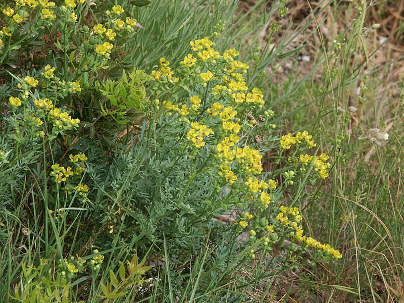 Ruta chalepensis