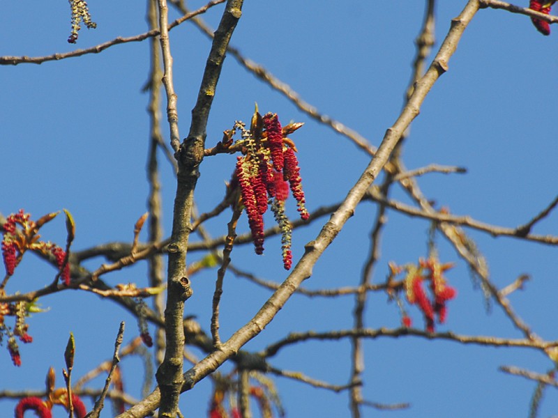 Populus nigra