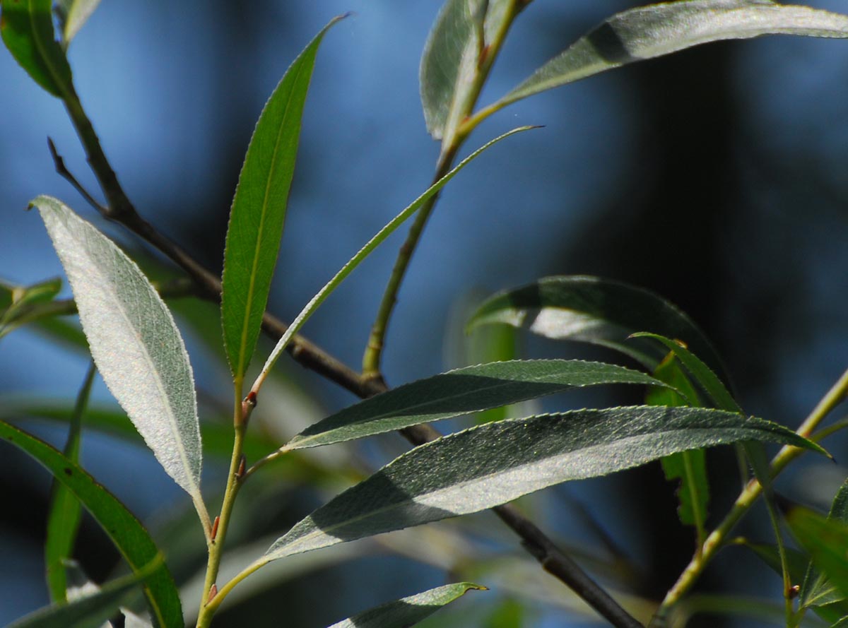 Salix alba