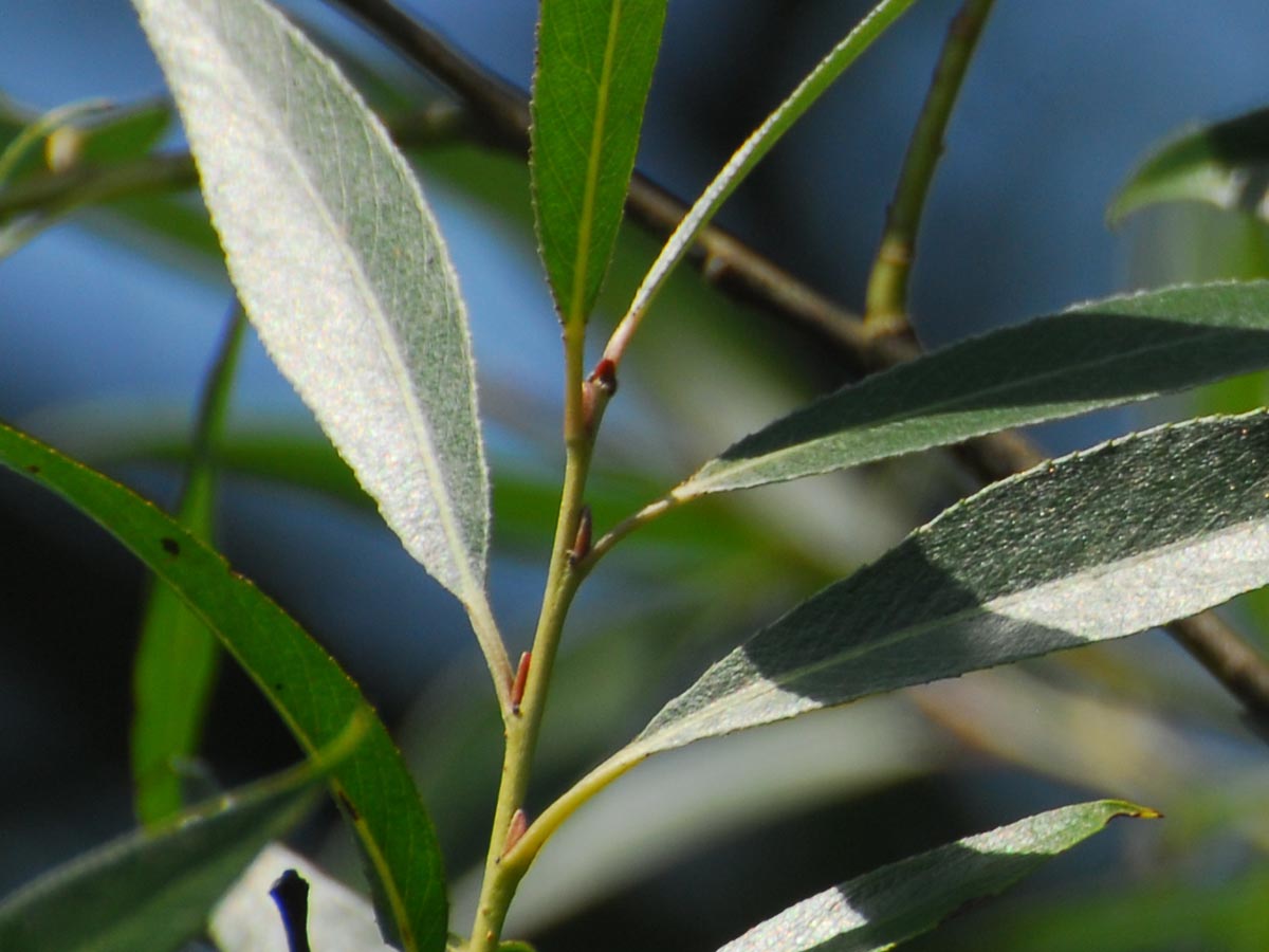 Salix alba