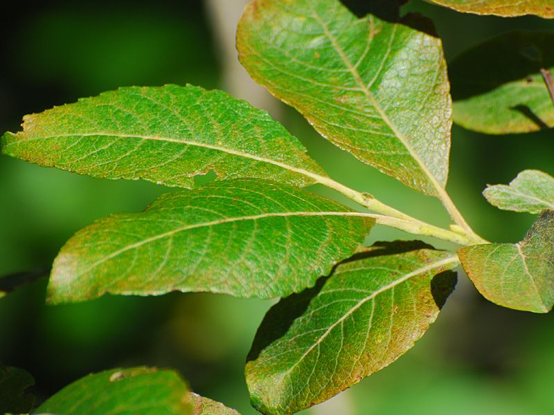 Salix caprea