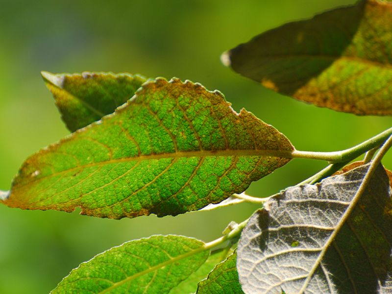 Salix caprea