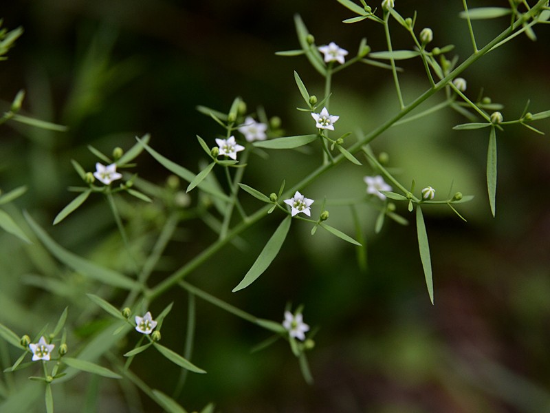 Thesium bavarum